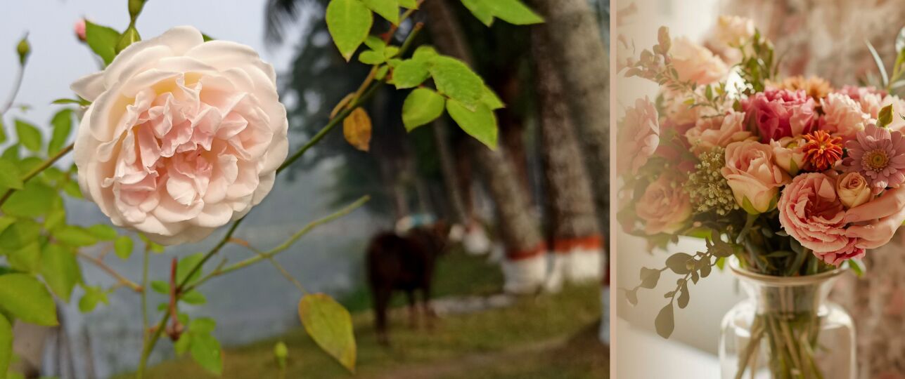 de risico's van geïmporteerde rozen