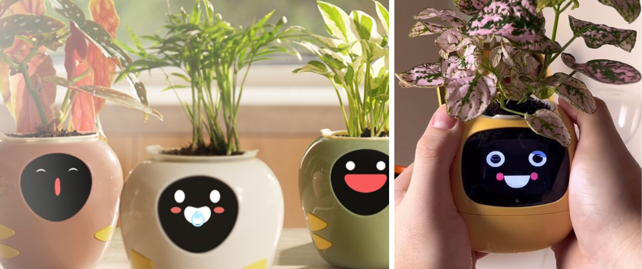 plant-tamacotchi