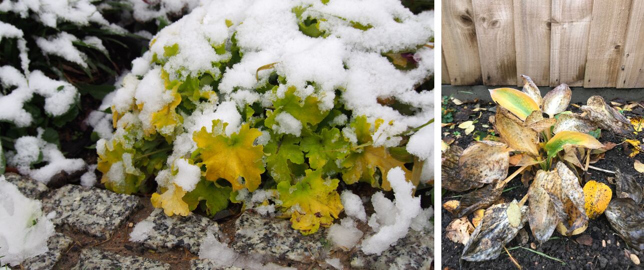 winterharde planten met antivries