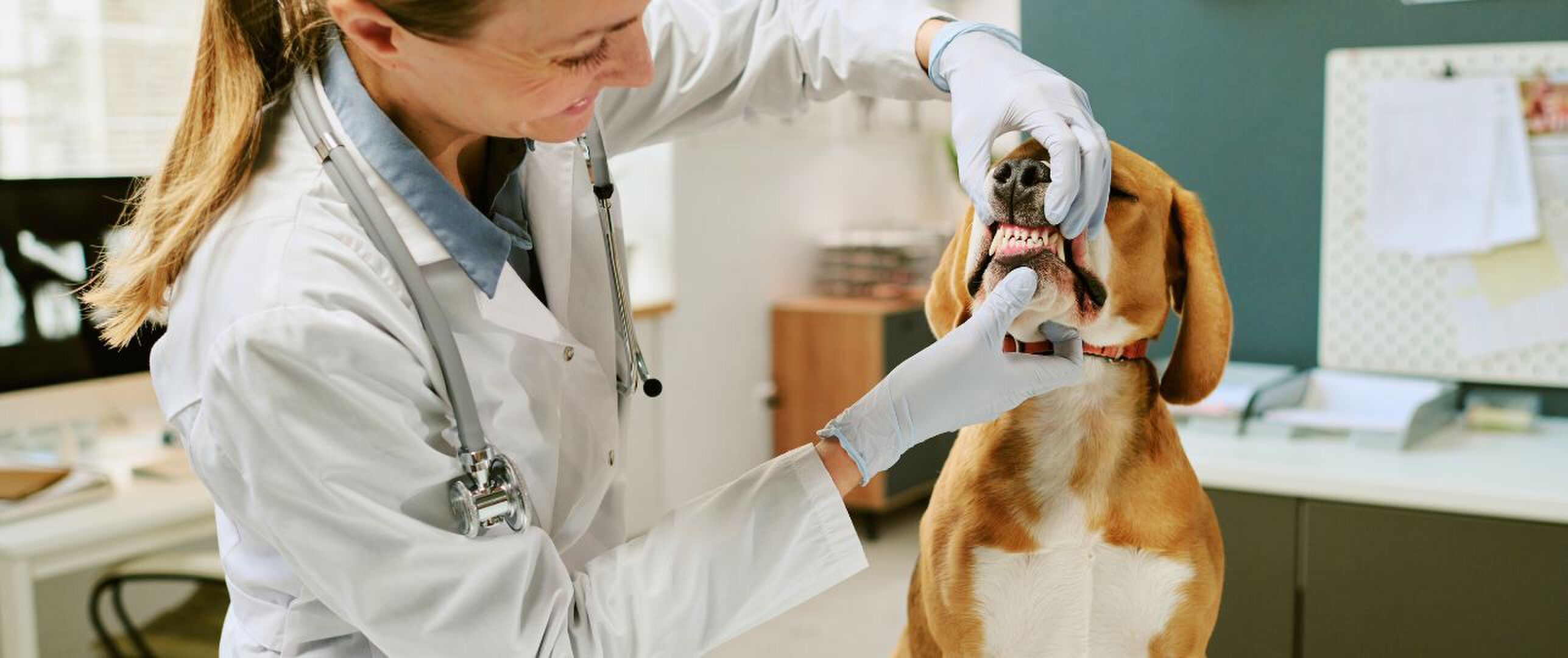 Gebitscontrole honden katten