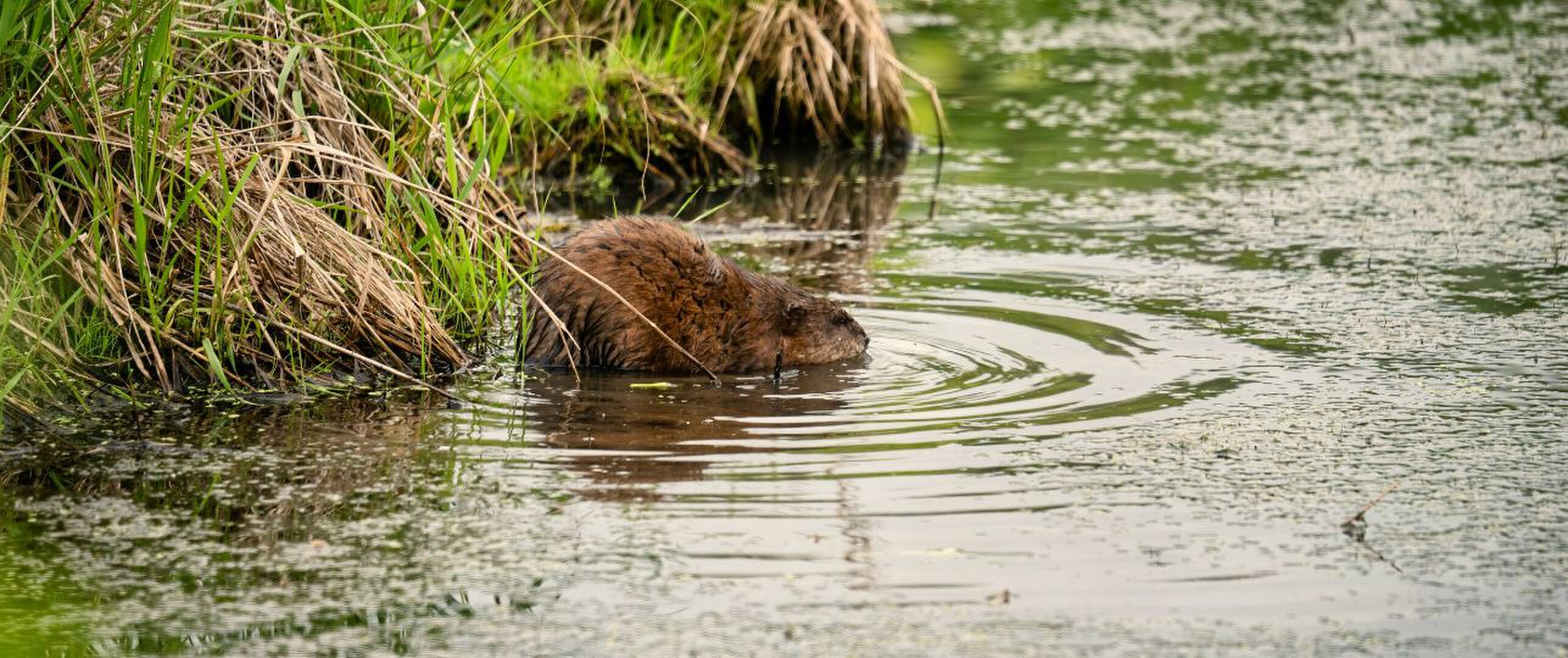 Muskusrat rukt op in Nederland