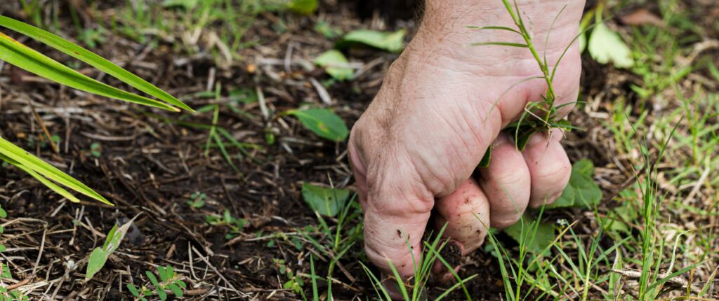 Huidige afbeelding: Gazon winteronkruid