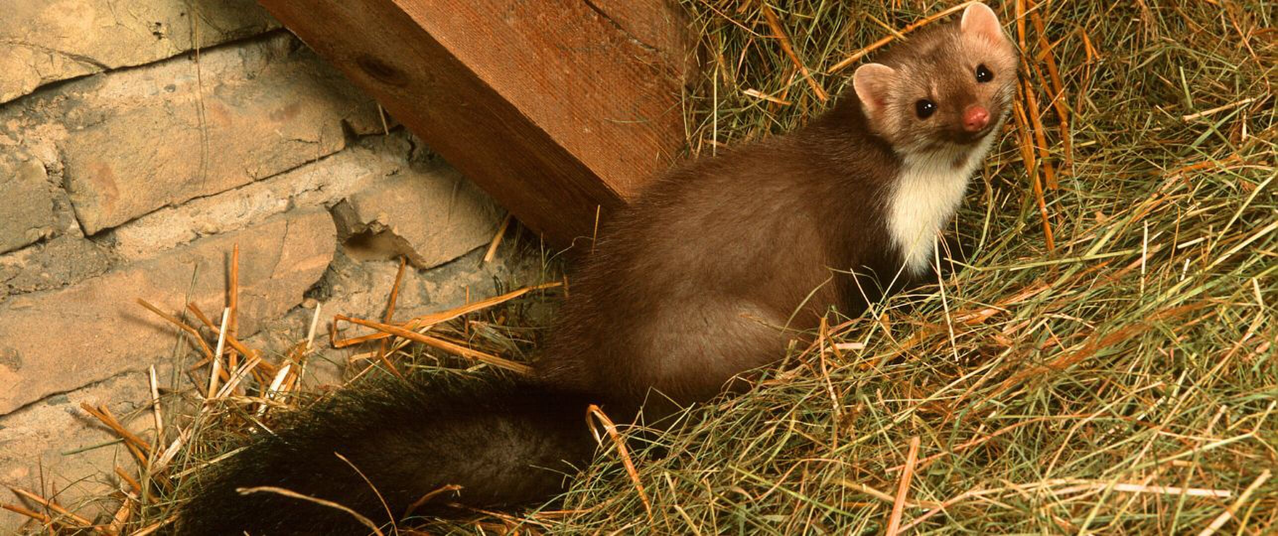 welk dier leeft er tussen mijn dak