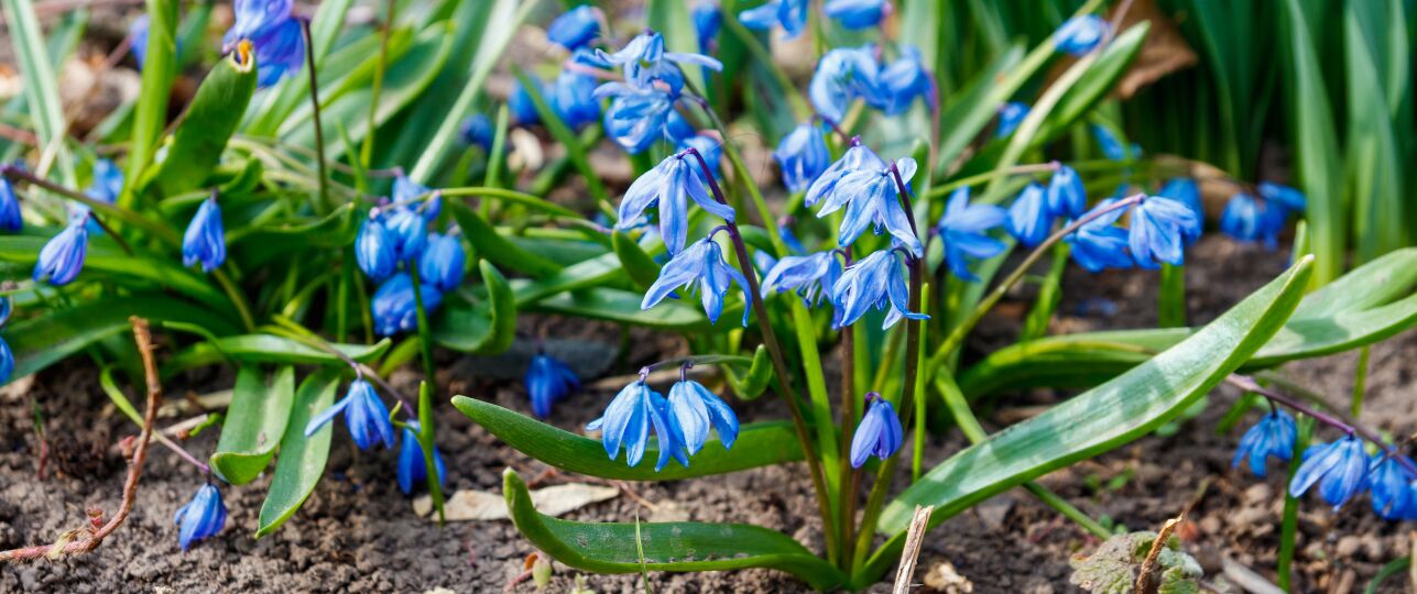 bloembollen invasieve soorten