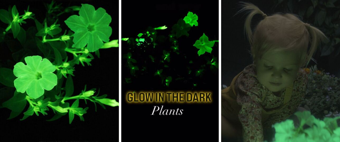glow in the dark petunia