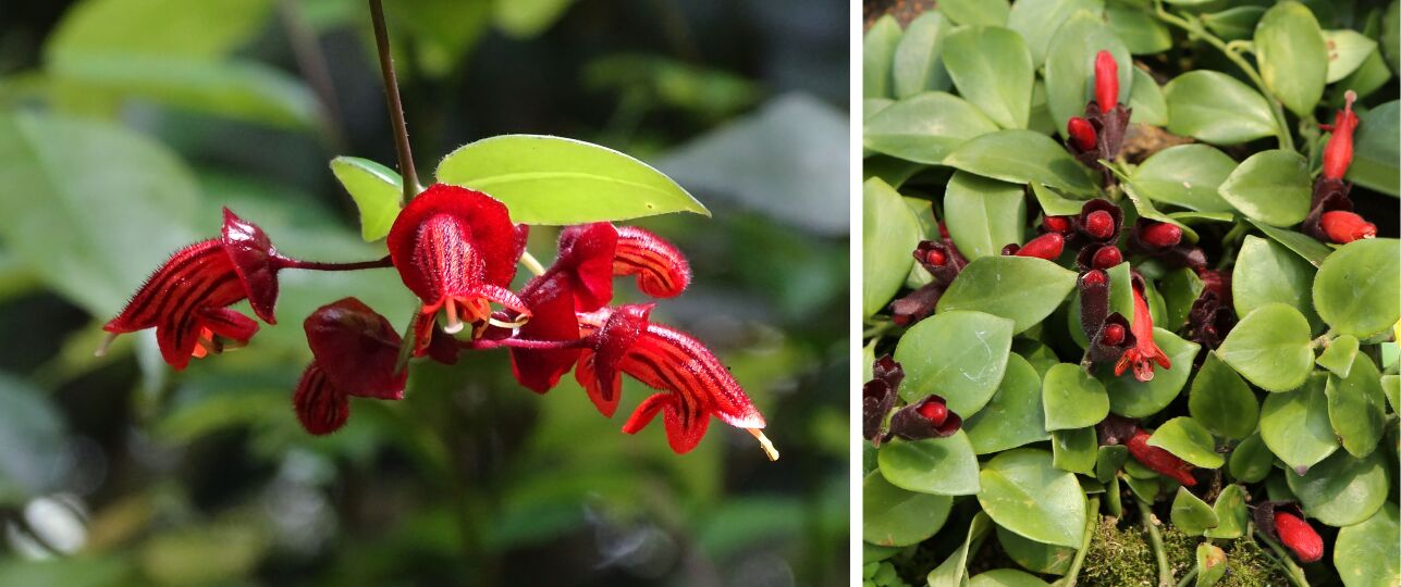 plant verandert bloem