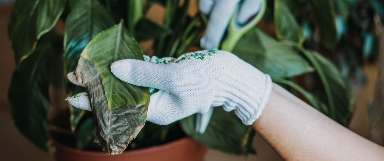 tocht en kamerplanten