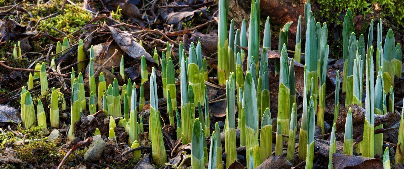 bloembollen bloeien niet