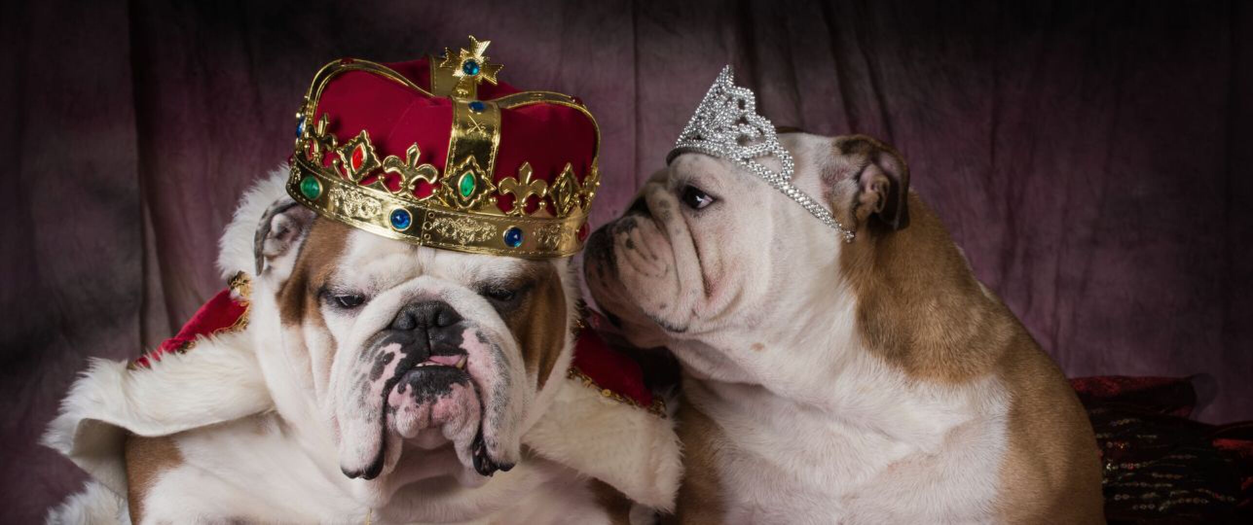 dramatische hondenrassen