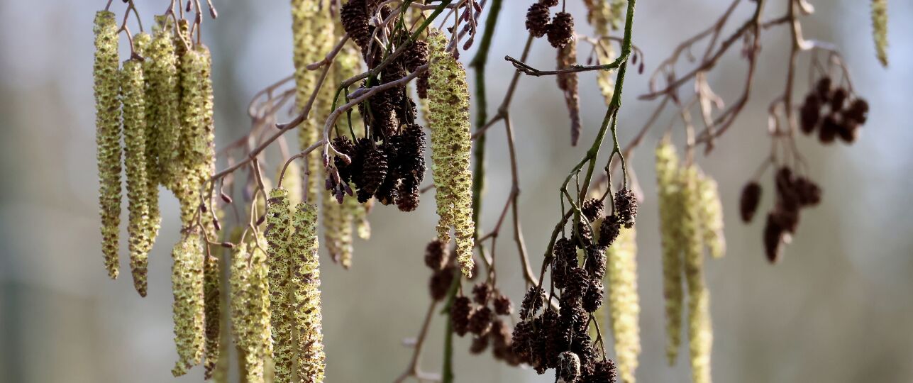 pollen enlzenpollen berkenpollen