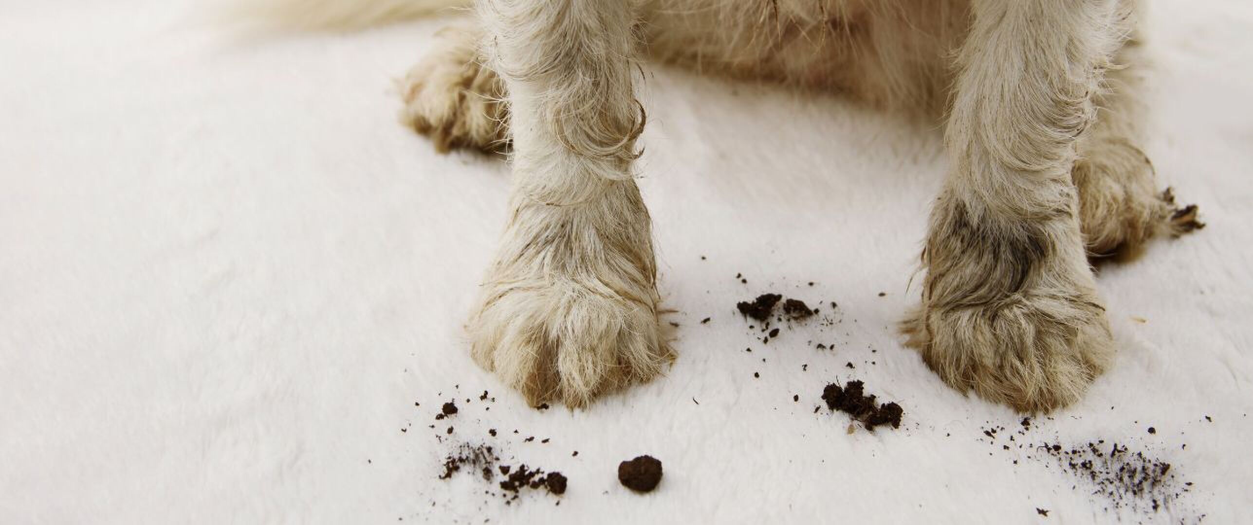 hond luchtkwaliteit huis