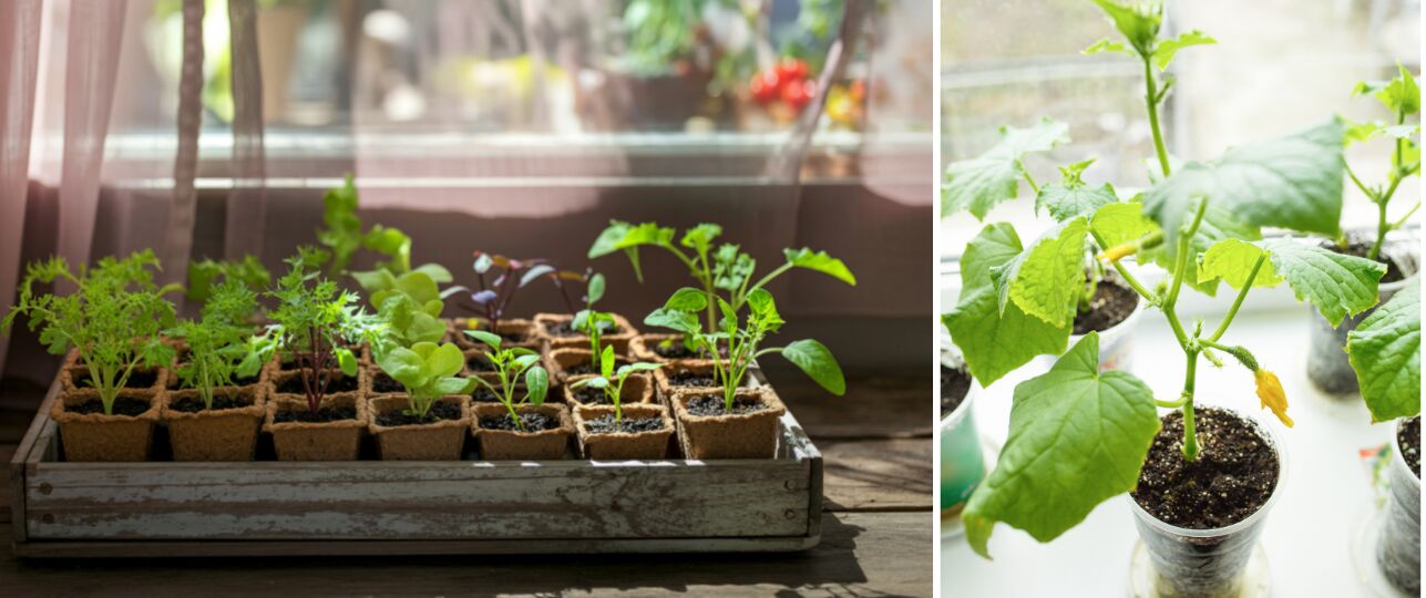 kweken achter glas ook zonder kas