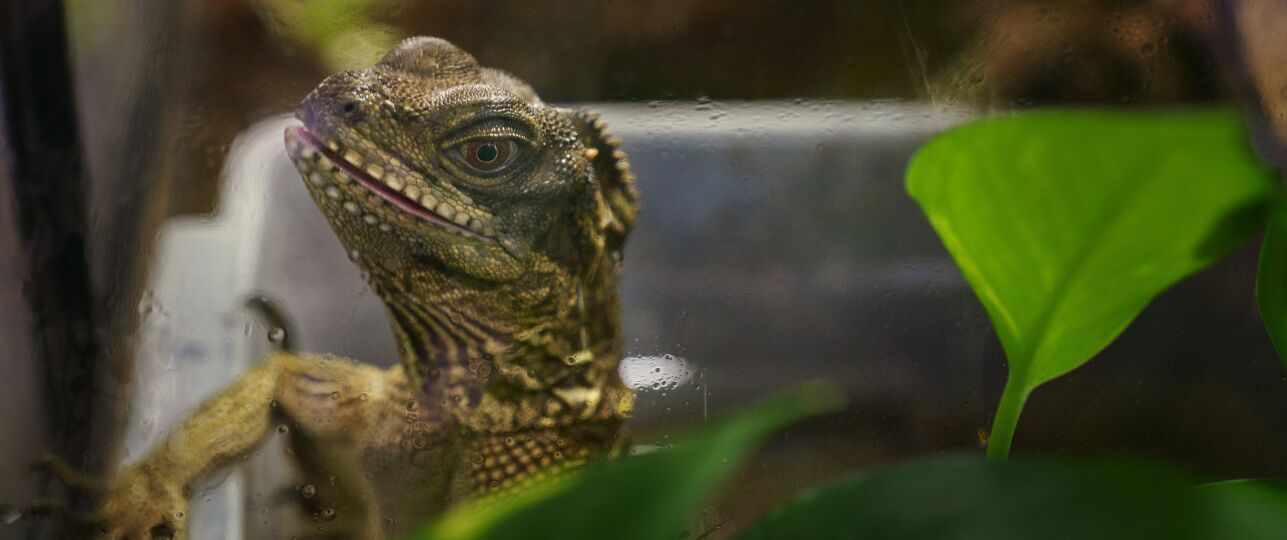 reptielenbeurzen onder druk
