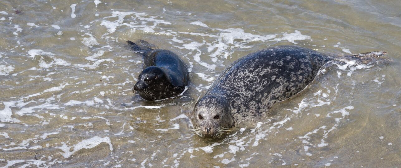 Zeehonden pups in de Waddenzee