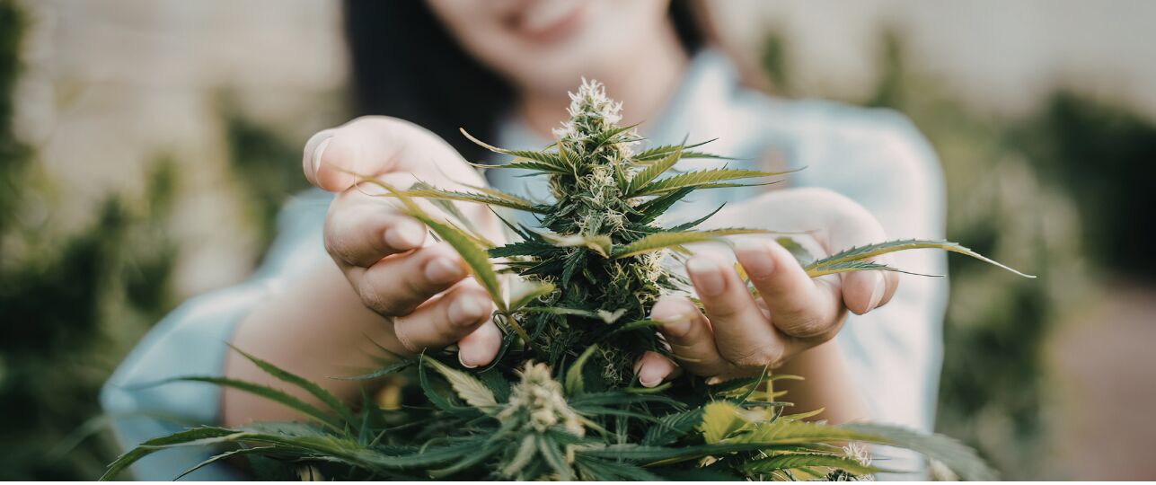 Hoeveel wietplanten aan huis kweken