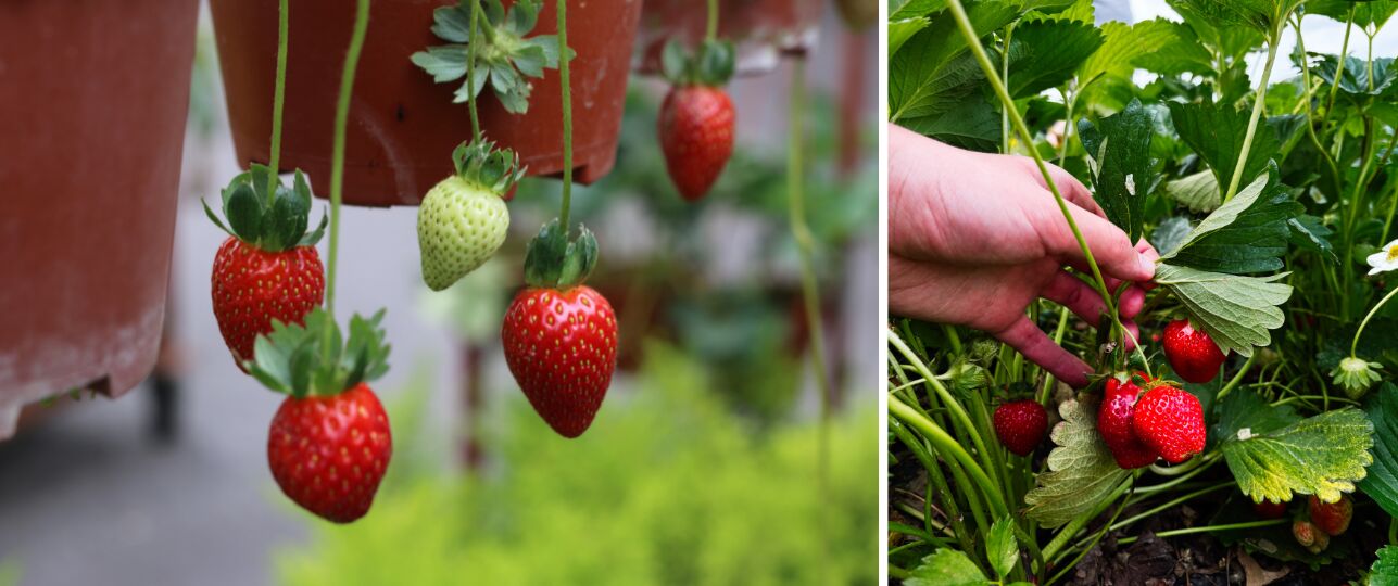 Aardbeien kweken