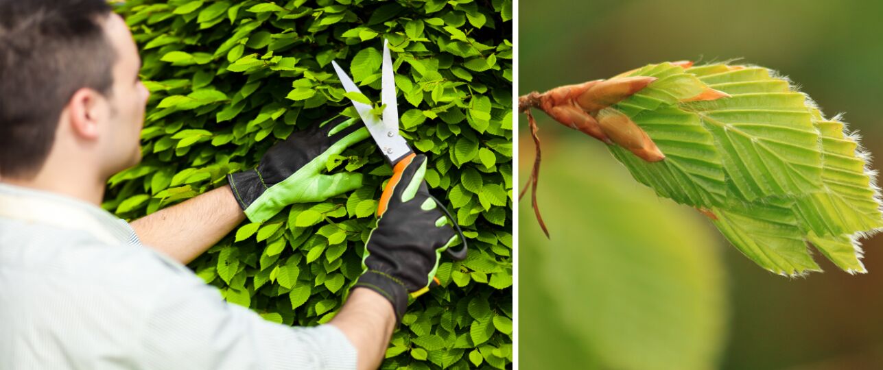 wanneer beukenhaag snoeien