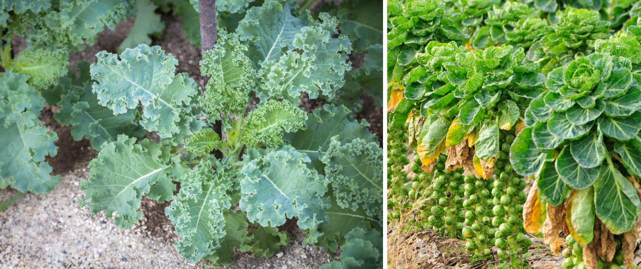 fytomijnbouw met boerenkool en spruitjes
