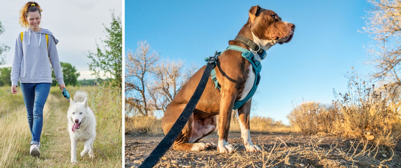 Honden aan de lijn in de natuur