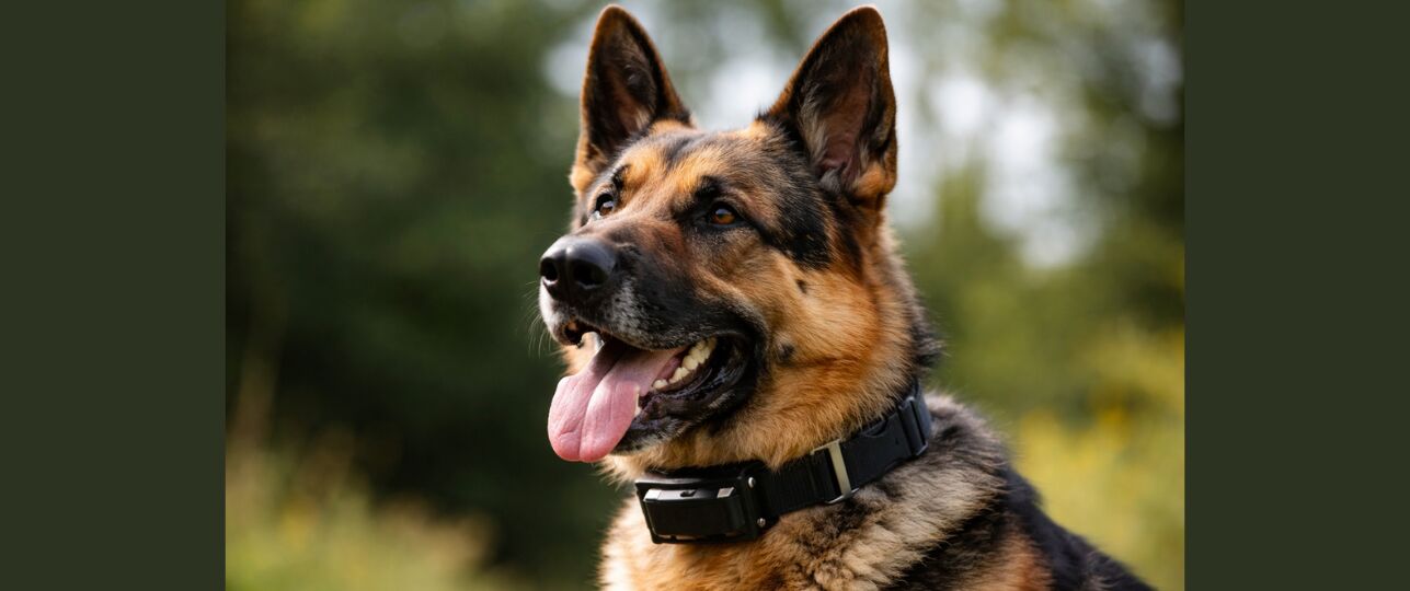 Hond met stroomhalsband