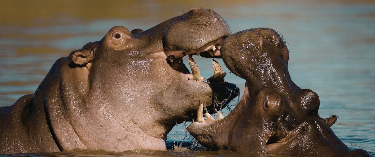 nijlpaarden