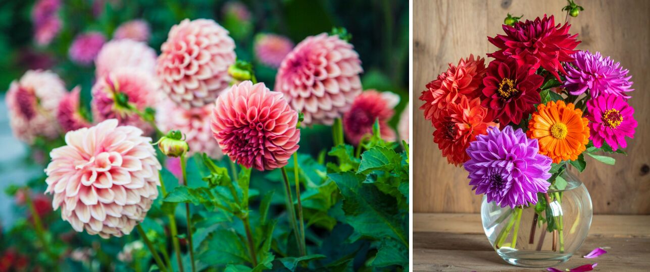 Dahlia's