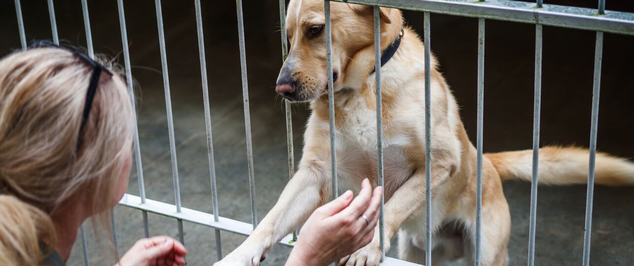 Landelijke Open Dagen bij de Dierenopvang