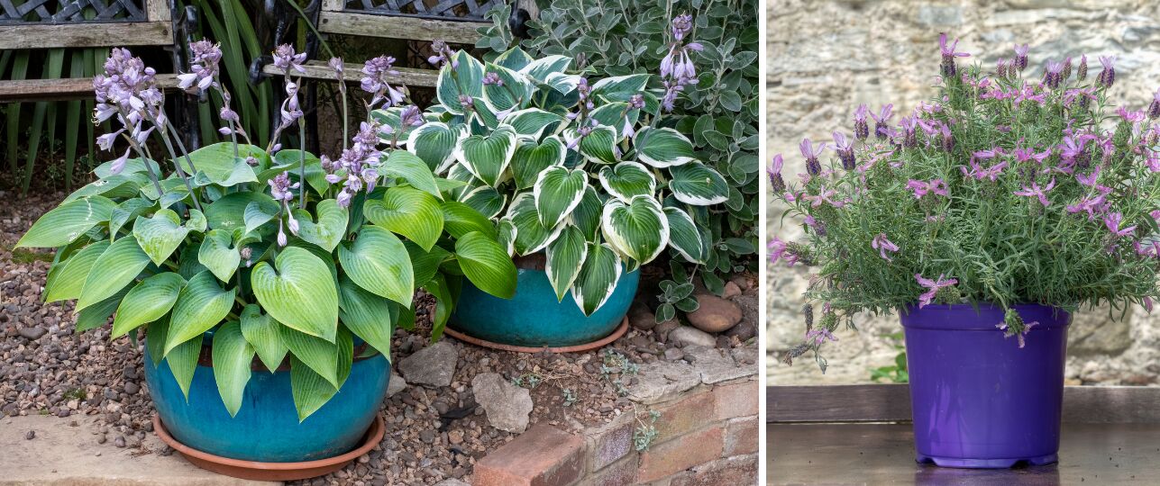 vaste planten goedkoper dan eenjarige planten besparingstip