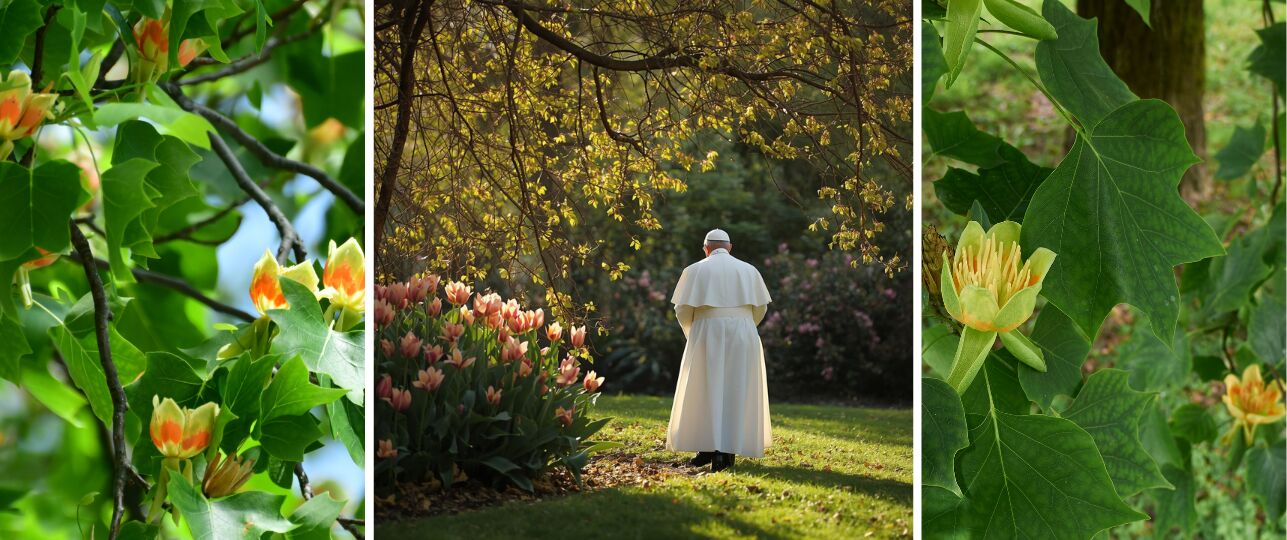 Paus en vaticaan krijgen tulpenboom uit Nederland