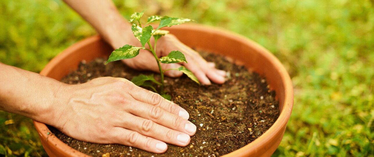 planten buiten verpotten