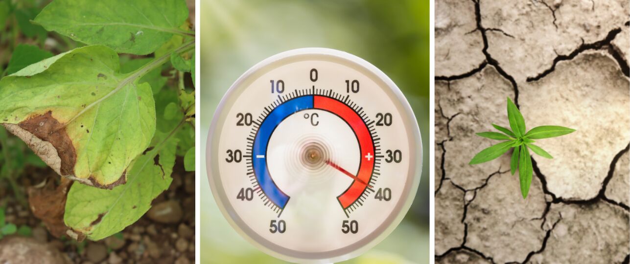 Hittestress temperatuur stress planten in de tuin