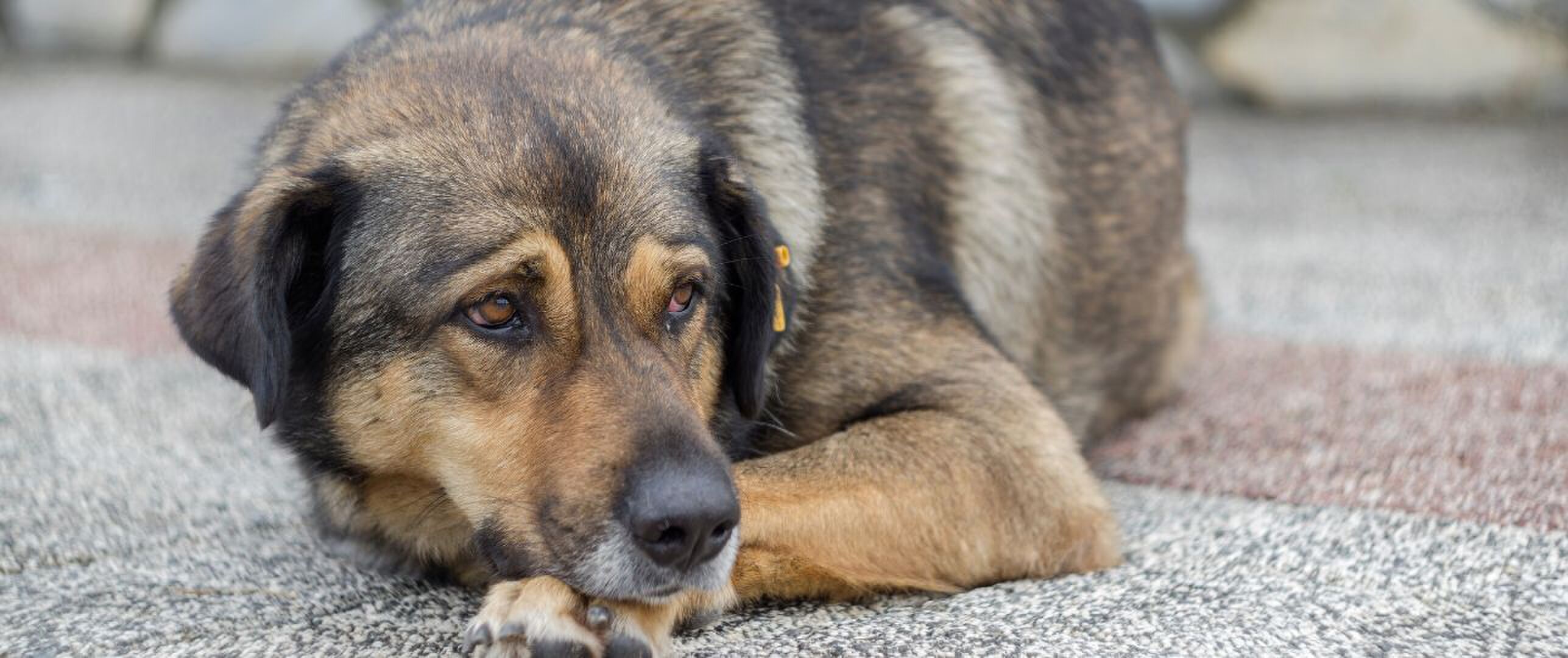 Hond pijn herkennen