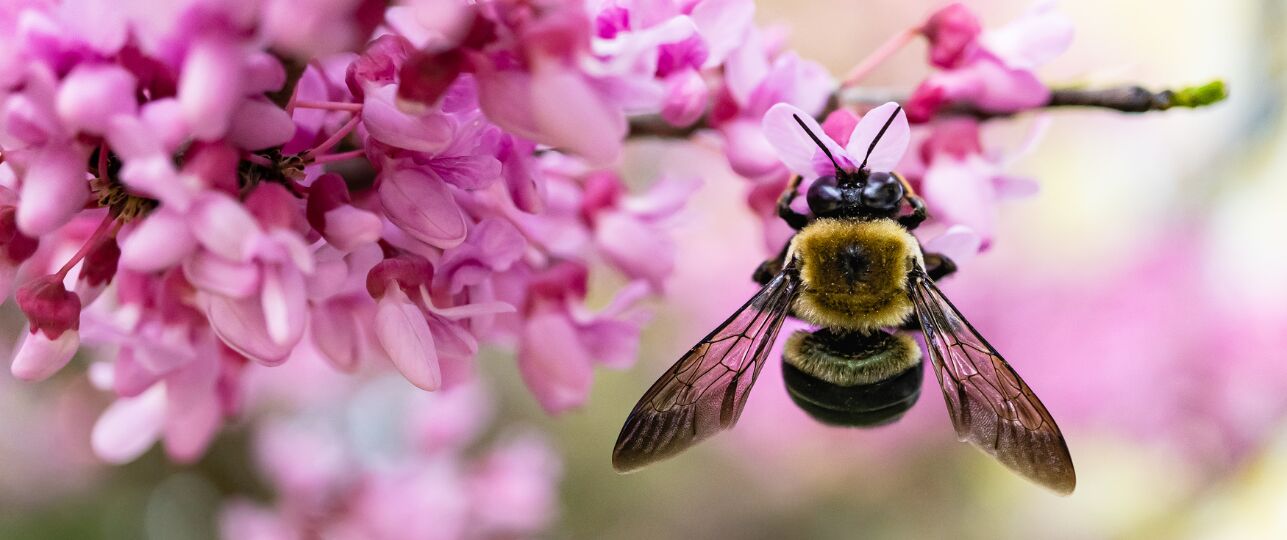 Internationale Dag voor Biodiversiteit