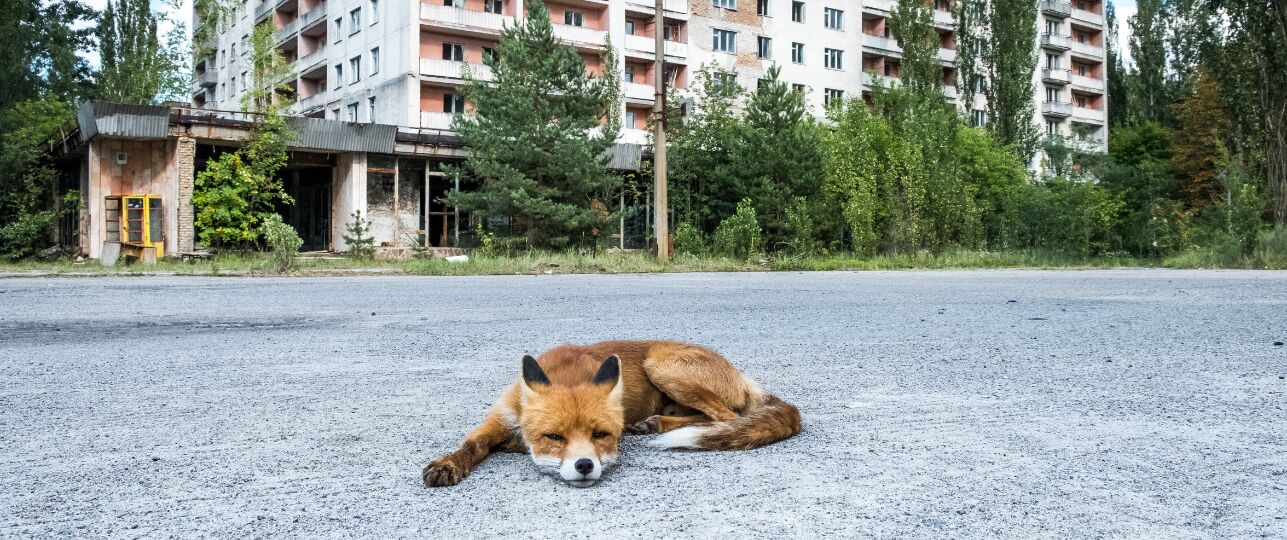 Natuur in Tjernobyl