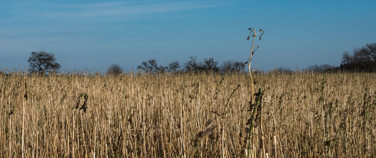 Aanhoudende droogte