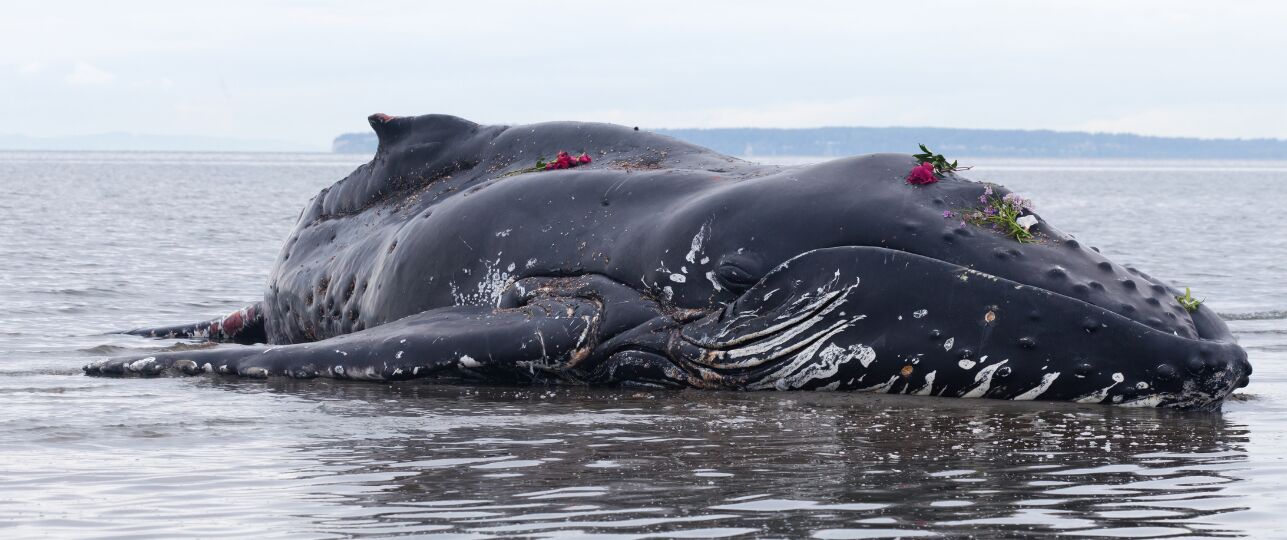 gestrande zeedieren