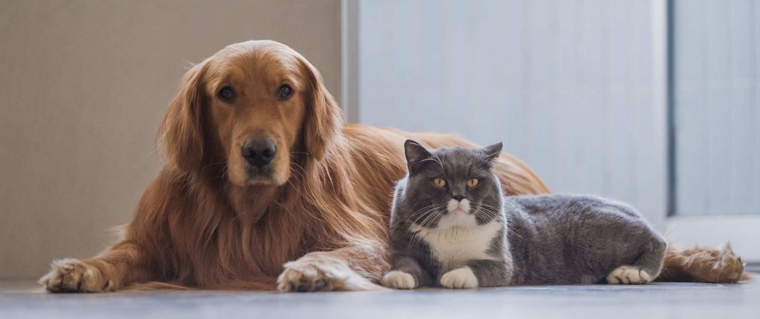 Ouder wordende huisdieren: waar moet je op letten?