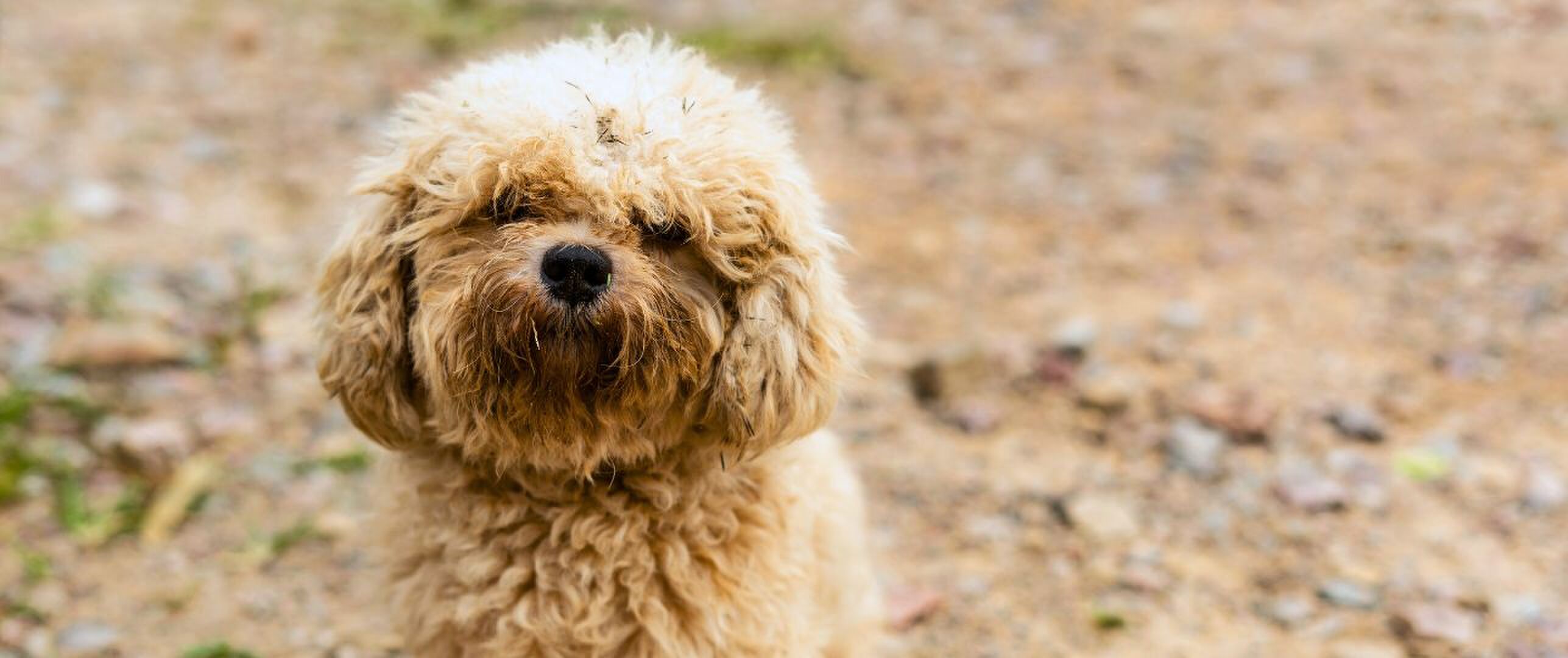 Waarom heeft mijn hond een gele of bruine baard? 
