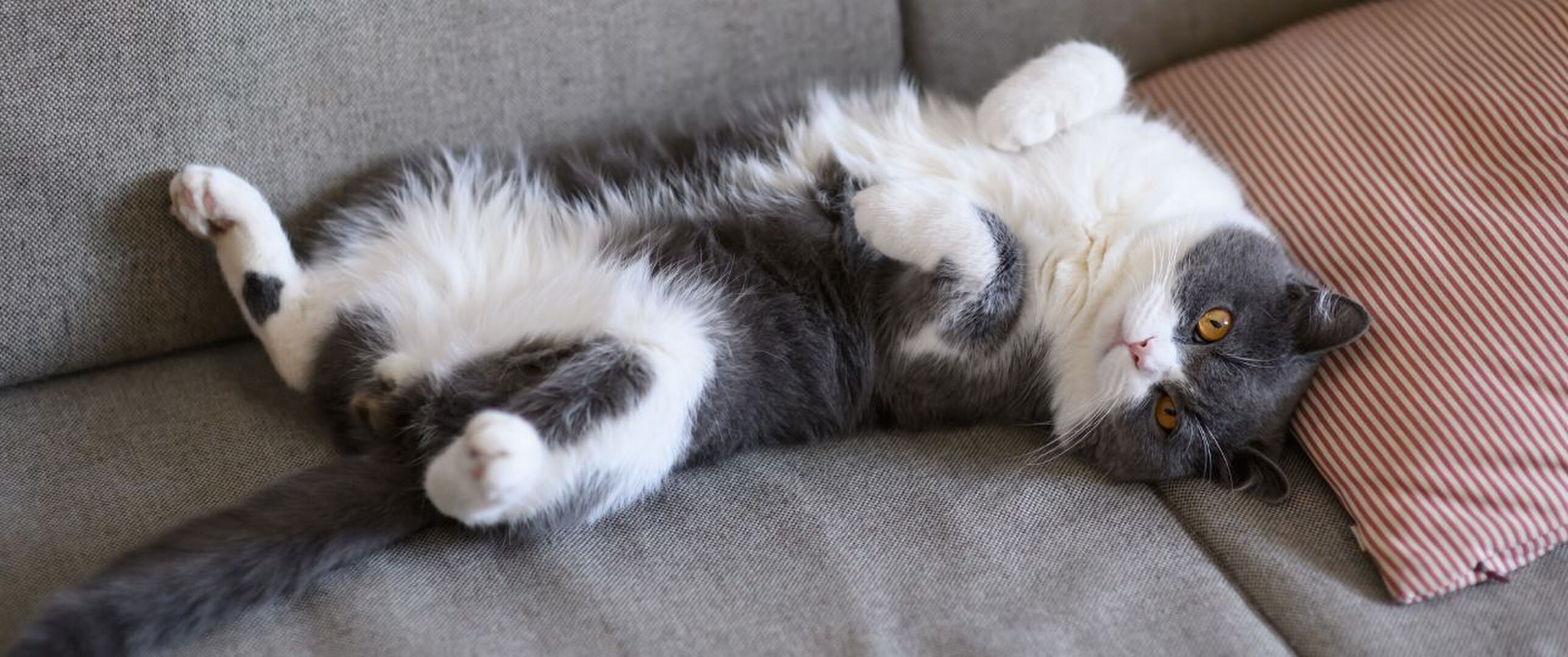 waarom rolt kat op rug
