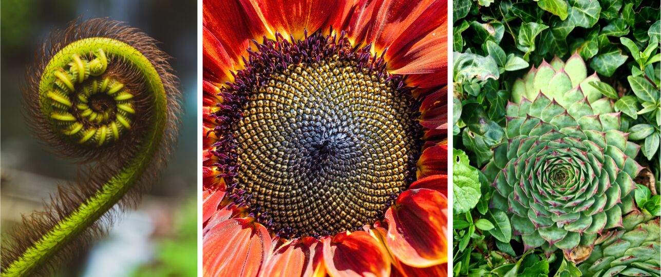 wiskunde in planten