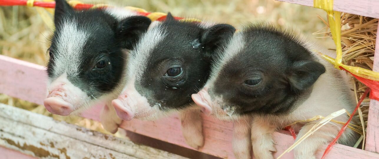 Poetin