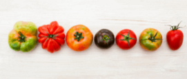 Tomatenrassen soorten