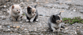 kittens gedumpt