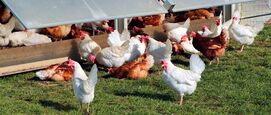 Pluimvee, kringlooplandbouw opening met Máxima
