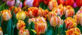 Tulp met jouw naam, vernoemen, bekende mensen