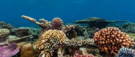 Koraalriffen
