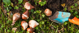 bloembollen planten