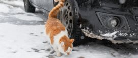 Katten onder de motorkap