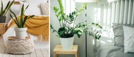 kamerplanten in de slaapkamer