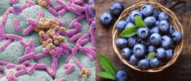 Blauwe bessen listeria bacterie